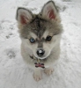 http://bez-hranic.cz/gallery/Wolf+Husky.jpg