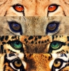 /gallery/Eyes.jpg